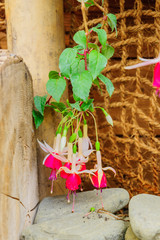 pink blooming fuchsia in a garden