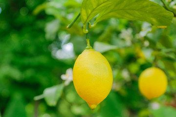 Bright juicy lemons hanging on a tree. Growing citrus fruits, soft focus