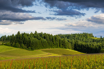 The golden light of sunset illuminates a landscape of vineyards contrasted with lush, green forest...