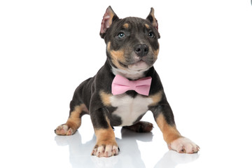 Adorable American Bully puppy looking forwards