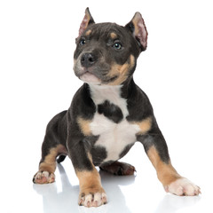 Adorable American Bully looking to the side