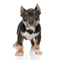 Mystified black American Bully curiously looking forward