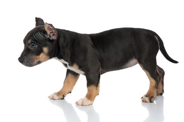 Side view of an American Bully puppy stepping forward