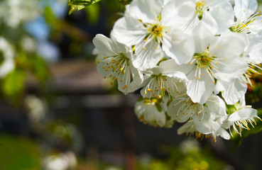 Flowers of white cherry in spring.