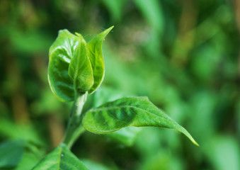 New tree branch with young leaves