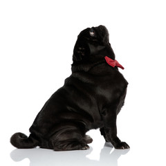 Side view of a curious pug looking up