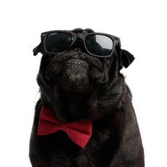 Close up of a confident pug looking forward