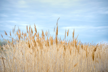 Obraz premium Lonely reed in the background of other plants