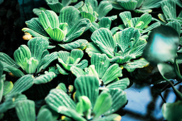 Green leaves on the surface of the pond