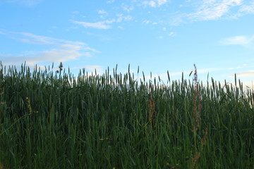 grass and blue sky