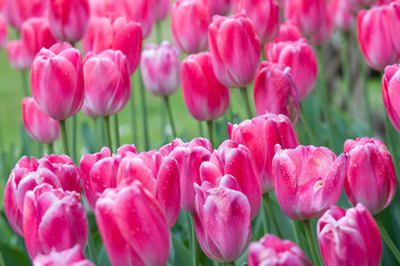 Fototapeta premium Close-up picture of pink tulips blooming in a garden in spring