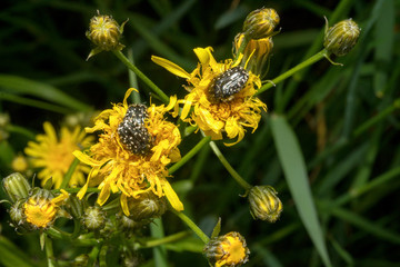 Trauer-Rosenkäfer auf gelber Blüte des Löwenzahn