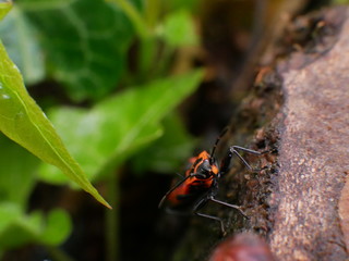Insecte Gendarme dans la nature en France
