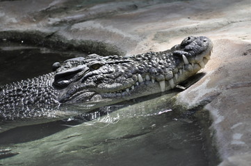 Krokodil