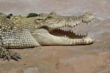 Fototapeta premium Krokodil