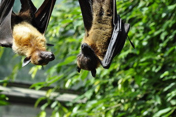 Fledermaus