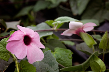 Pink Flower