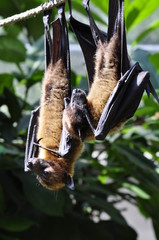 Fledermaus