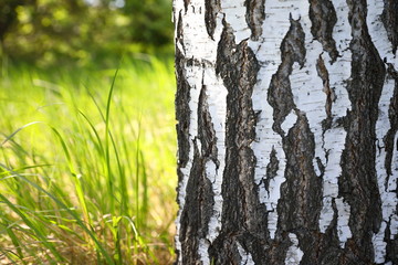 A trunk of a birch with black-and-white bark on a blurred green natural background, closeup