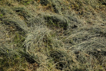 Dry hay on a meadow on a sunny day