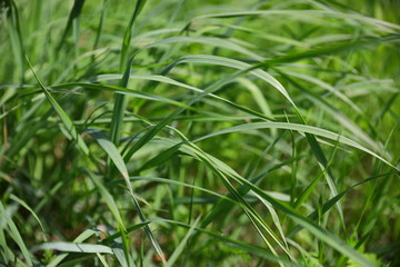 Leaves of grass on a sunny day, side view