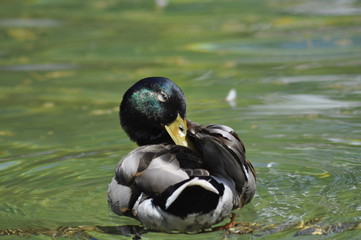 Ente