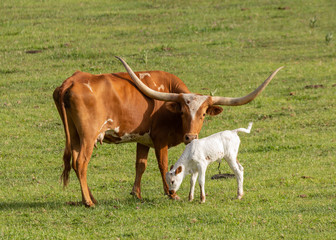 A Texas long horned cow stands in a green pasture with her beautiful new white calf.