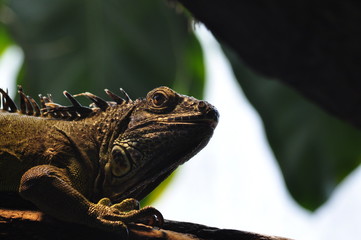 Grüner Leguan