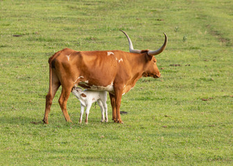 A beautiful white Texas long horned calf gets a meal of milk from it's mother.