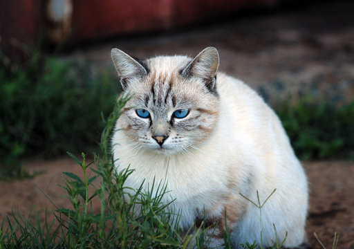 Beautiful colourpoint cat in a grass