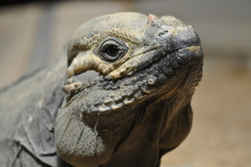 Nashornleguan