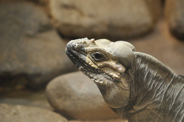 Nashornleguan