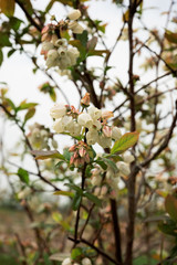 Blooming Blueberry Bushes