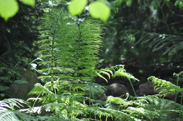 Flora