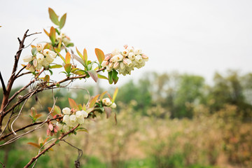Blooming Blueberry Bushes