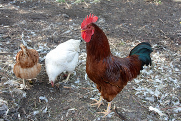 Hen and rooster in the yard