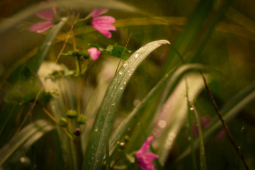 primavera di fiori e colori