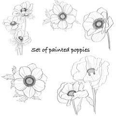 set of poppies in the style of a sketch