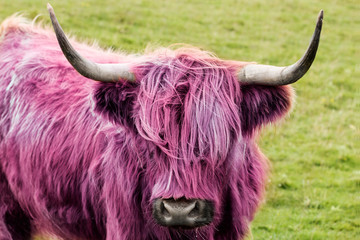 pink highland cow 