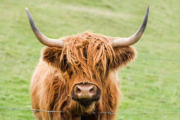 highland ginger cow 