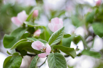 early spring apple tree branch covered with flowers and young leaves