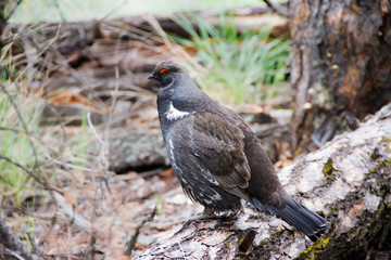Picture of a grouse in British Columbia, Canada.