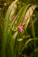 primavera di fiori e colori