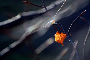 One last autumn leaf