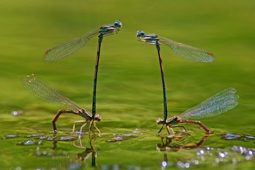 Dragonflies mating on the water