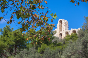 Leaves of plane tree with parts of the Odeo of Herod Atticus in the background