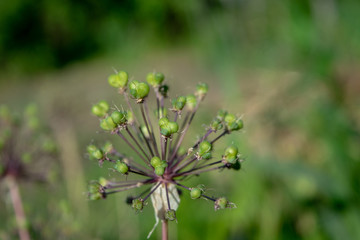 Unusual plant close up like a dandelion