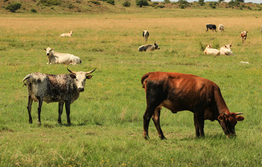 Cattle in  a pasture
