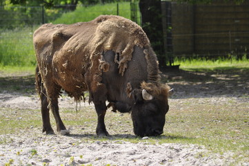 Bison