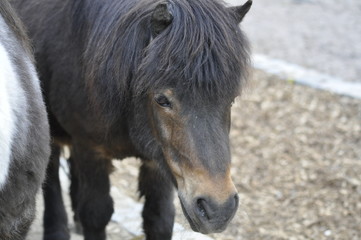 Fototapeta premium Pferd